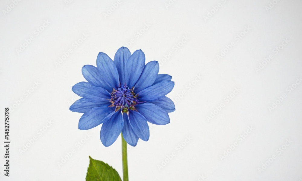 A single blue flower sits inside a clear glass vase surrounded by green leaves