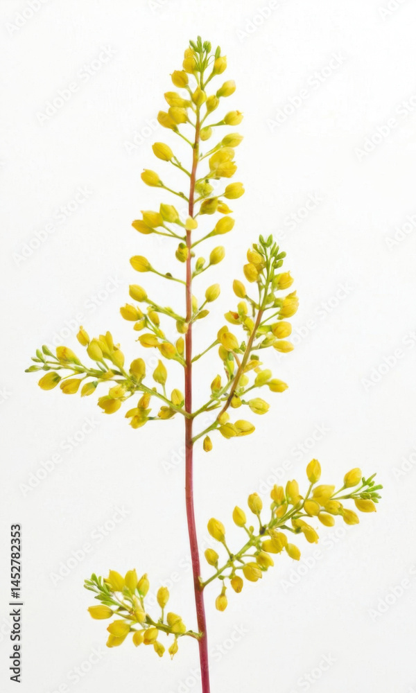 Obraz premium A detailed view of bright yellow blooms on a plant stem, ideal for botanical or garden-themed illustrations