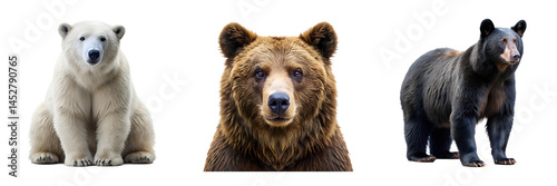 A collection of three different bear species polar grizzly and american fauna isolated on transparent background.