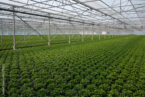 Industrial azalea nursery in Flanders, Belgium