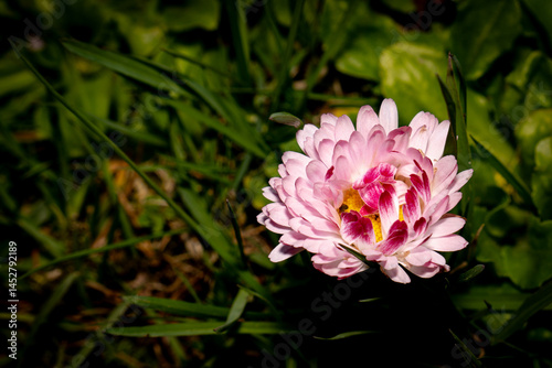 Wild Beauty – Pink Daisy Bloom in Shadow and Light