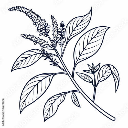 Bild auf Leinwand black and white Amaranth vector