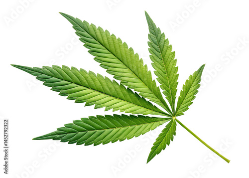 Single vivid green cannabis leaf isolated on black background detailed texture