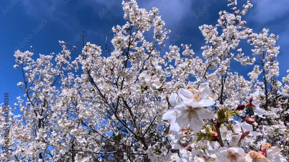 Prunus serrulata - blossoming spring white and pink cherry tree against cloudy blue sky Prunus serrulata - blossoming spring white and pink cherry tree against cloudy blue sky