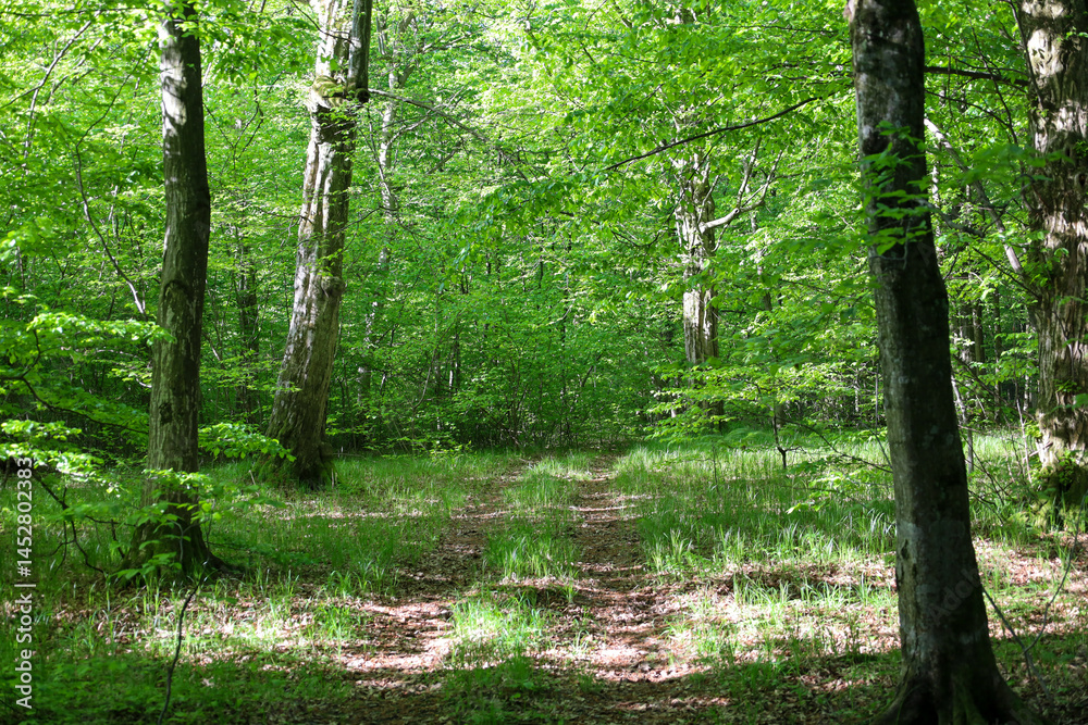 Obraz premium A forest path stretches through dense green trees, illuminated by sunbeams piercing through the foliage, creating a sense of peace and tranquility amidst nature.
