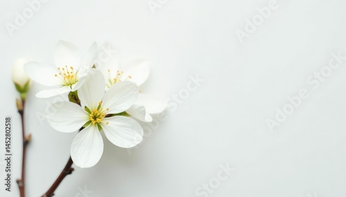 Delicate white blossoms against pure white backdrop, elegant, minimal