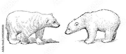 Sketch of two polar bear cubs, realistic outline hand drawn vector illustration isolated on white