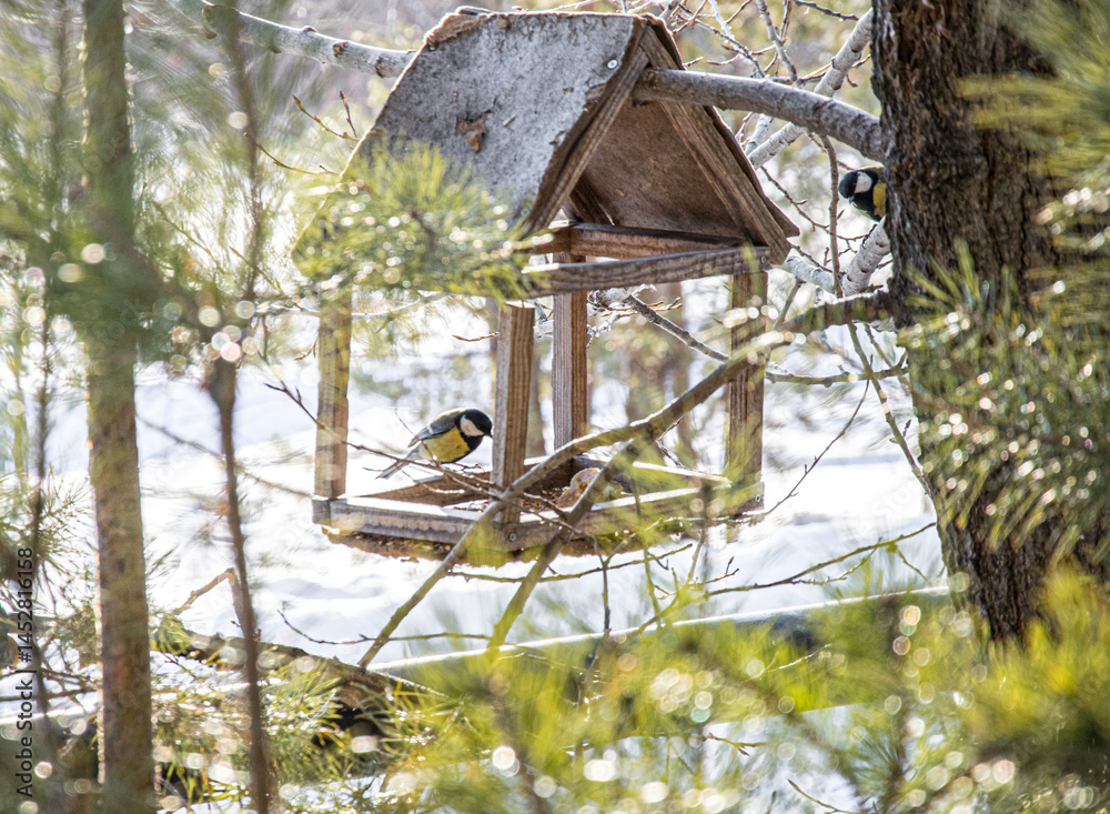 Fototapeta premium Bird feeder on a tree. Tit and bird feeder.