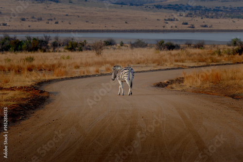 Zebra Crossing