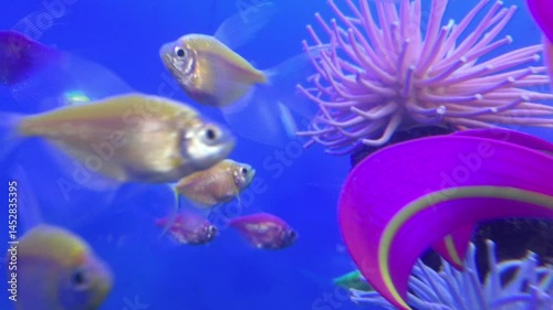 School of fish swimming in a fish tank.  Bright glowing fish in a fresh water aquarium with plastic decorations and aquatic plants.