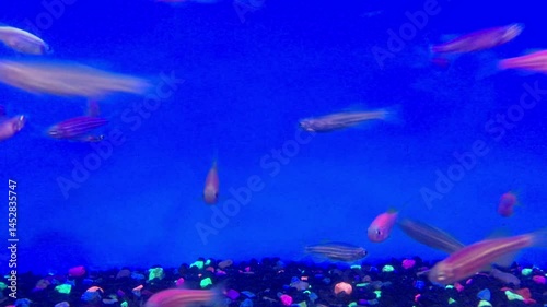 Fish swimming in a aquarium.  Danio rerio glowfish in a freshwater fish tank quickly swimming in a fish bowl.