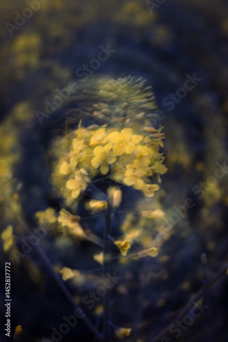 Poetic close-up of rapeseed flower with double exposure effect