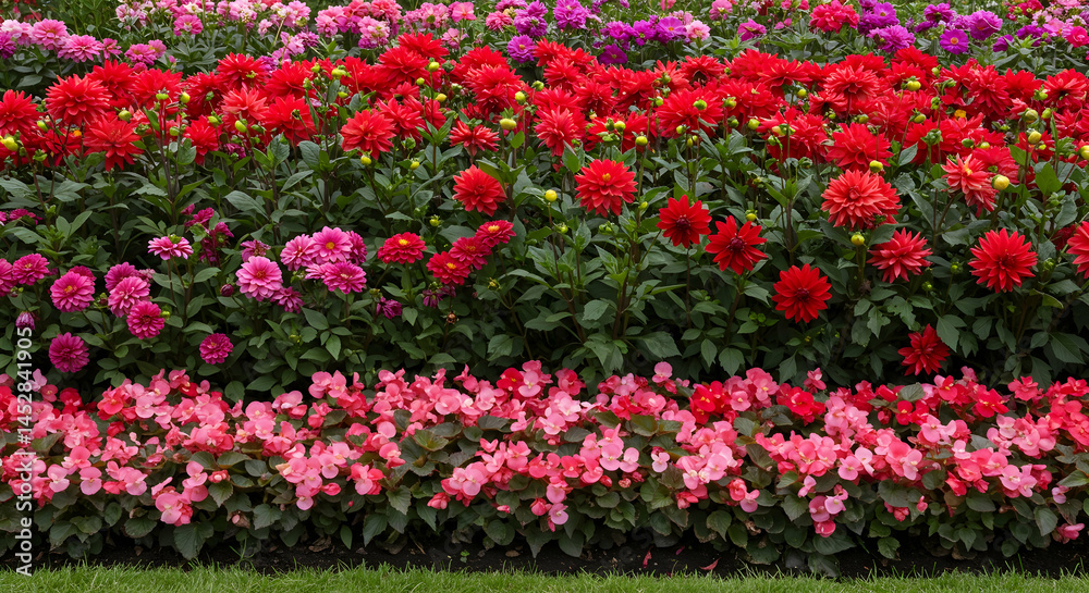 Vibrant Flower Garden with Red, Pink, and Purple Blossoms in Bloom