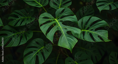Obraz na płótnie Vibrant Green Monstera Leaves with Unique Cutouts and Texture w salonie