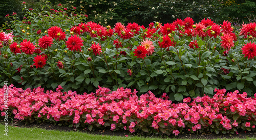Obraz na płótnie Vibrant Red Dahlias and Pink Begonias in Lush Garden Landscape w salonie