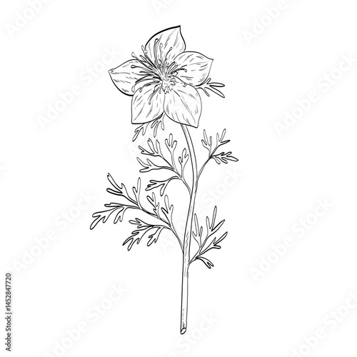 Drawing sketch style illustration of a Nigella sativa, black caraway, black cumin, nigella or kalonji, an annual flowering plant in the family Ranunculaceae done in black and white line art. 