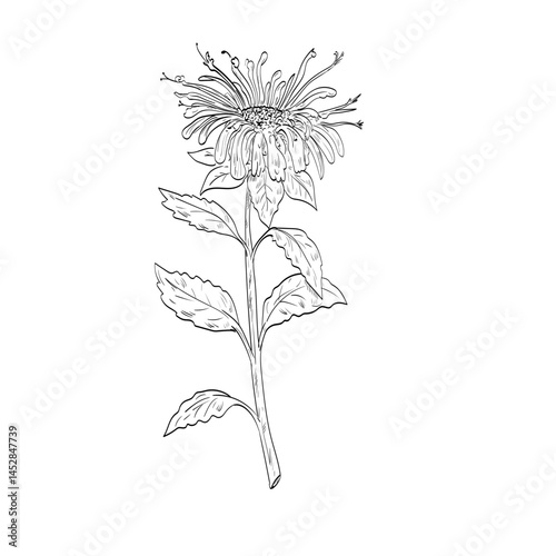 Drawing sketch style illustration of a Monarda didyma, crimson beebalm, scarlet beebalm, scarlet monarda,  or bergamot an aromatic herb in the family Lamiaceae done in black and white line art. 
