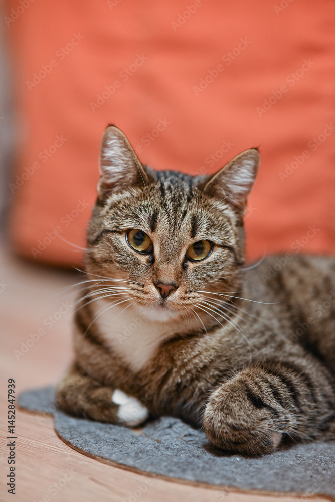 Fototapeta premium portrait of a cat