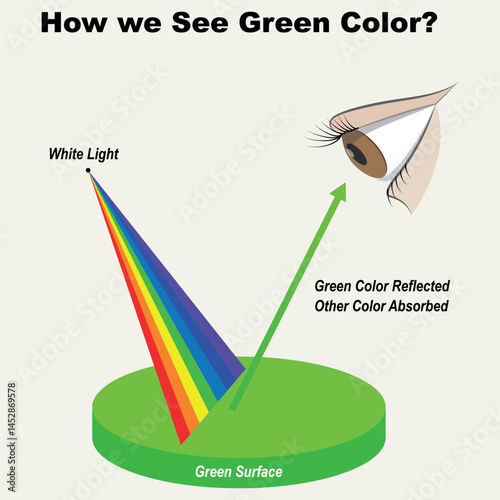 Physics. How we See Green Color. Green color infographic diagram showing visible spectrum light on the surface and the colors reflected or absorbed by its color. vector illustration
