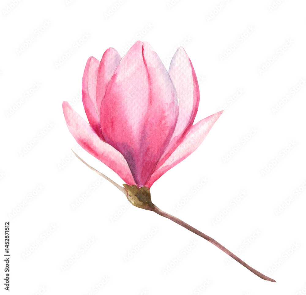 Fototapeta premium Watercolor illustration of pink magnolia isolated on white background. Delicate spring flower for wedding invitations