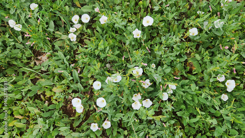 Field bindweed (Convolvulus sp) flowering by the side of a crop field in May photo