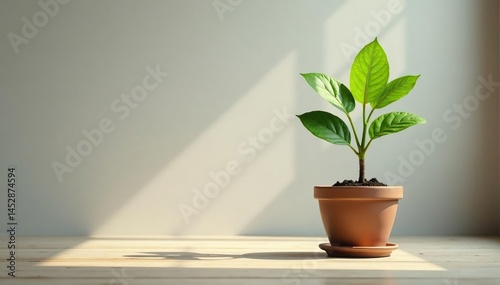 Single plant in pot, empty room, natural light, indoors, room