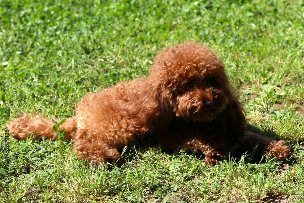 Fototapeta premium Barboncino toy