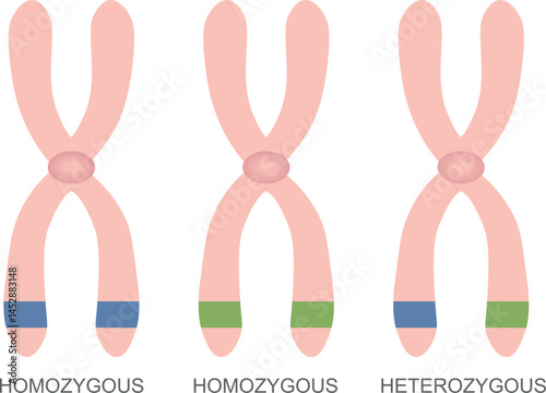 Difference Between Homozygous and Heterozygous. DNA, vector illustration.
 photo