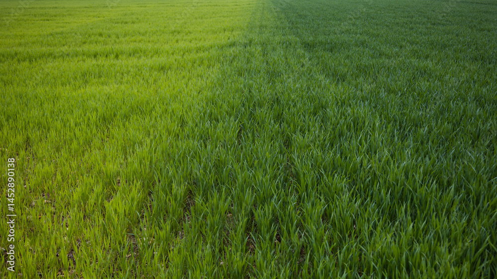 dégradé de vert dans un champ cultivé de céréales dégradé de vert dans un champ cultivé de céréales