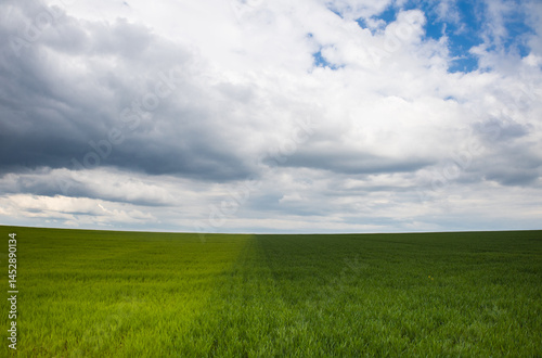 champ cultivé de céréales avec dégradé de verts sous un ciel bleu nuageux au printemps