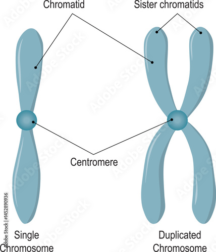 Chromosome structure. Unduplicated and Duplicated Chromosomes. Sister chromatids. vector illustration
