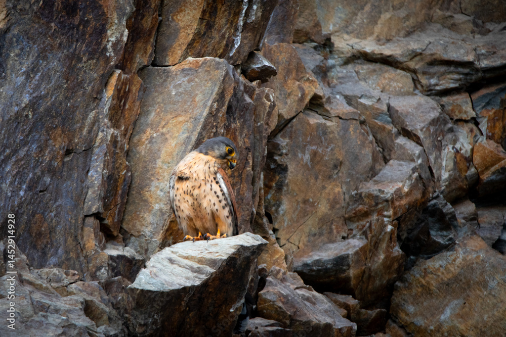 Fototapeta premium Common Kestrel sitting on hills