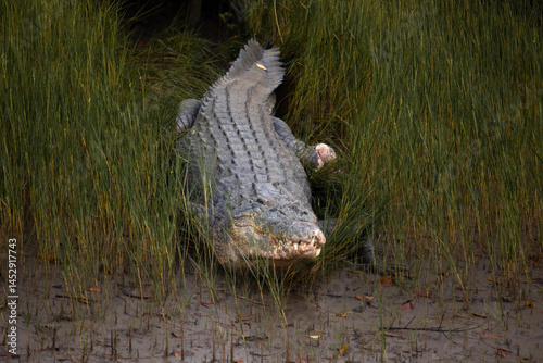 Salt water Crocodiles in Sundarban mangroves