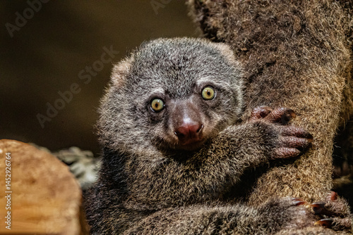 Bear cuscus, Phalanger Maculatus with baby on her back photo