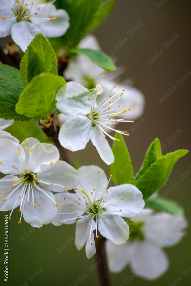 Obraz premium Plumb tree blossom