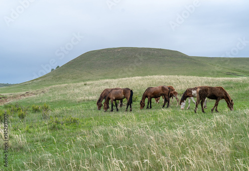 Landscape with a hill covered with green grass and horses grazing at the foot of the hill.