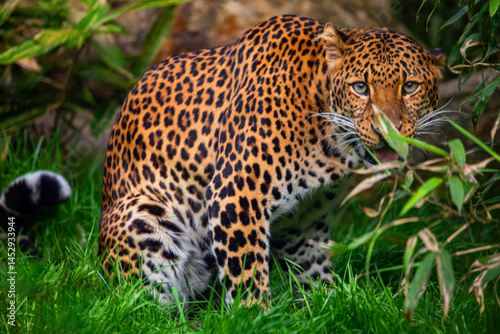 Male Javan leopard Panthera pardus melas of Java, Indonesia.