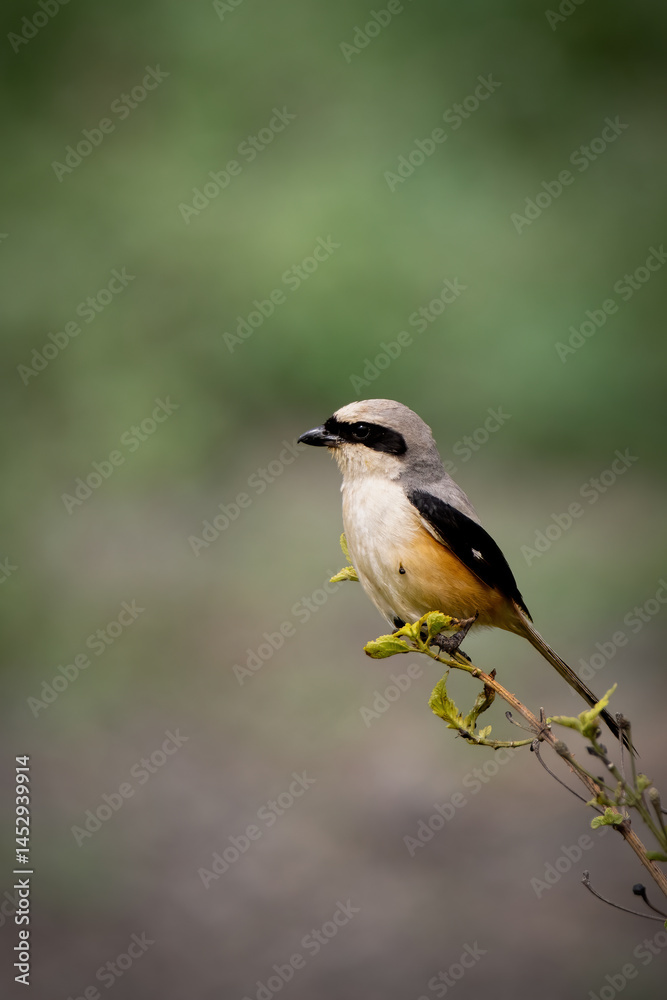 Fototapeta premium Bay back Shrike