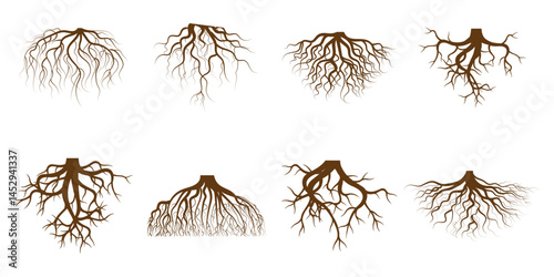 Brown tree or shrub roots. Parts of plant, root system with tree stump. Dendrology, study of woody plants. Sketch drawing. Vector illustration. 