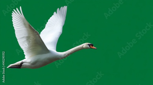 Fototapeta Naklejka Na Ścianę i Meble -  A white swan flying through the air with its wings spread