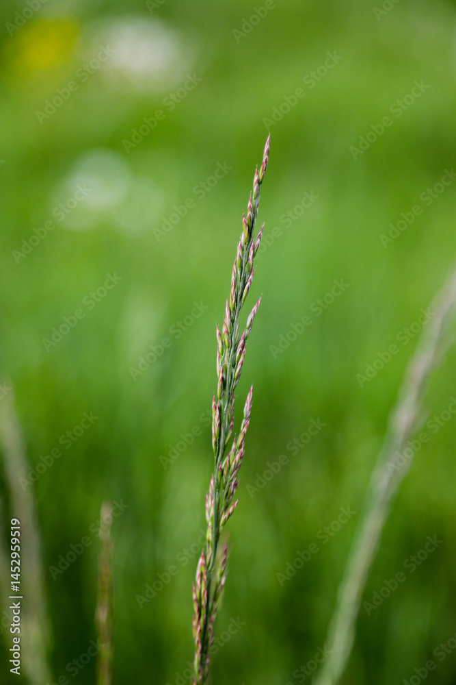 green grass in the wind green grass in the wind