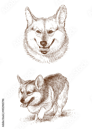 Sketch of purebred welsh corgi dog, animal portrait, realistic vector hand drawn illustration isolated on white