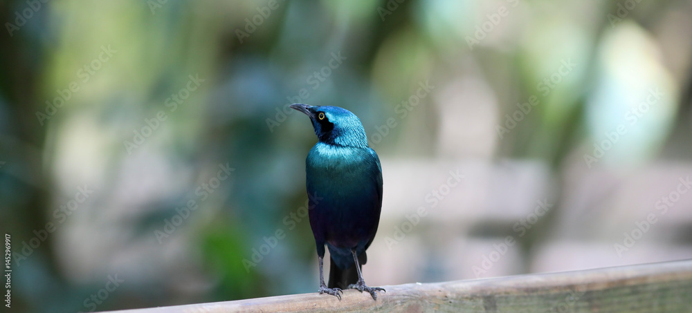 Naklejka premium Violet-backed starling in the swiss zoo