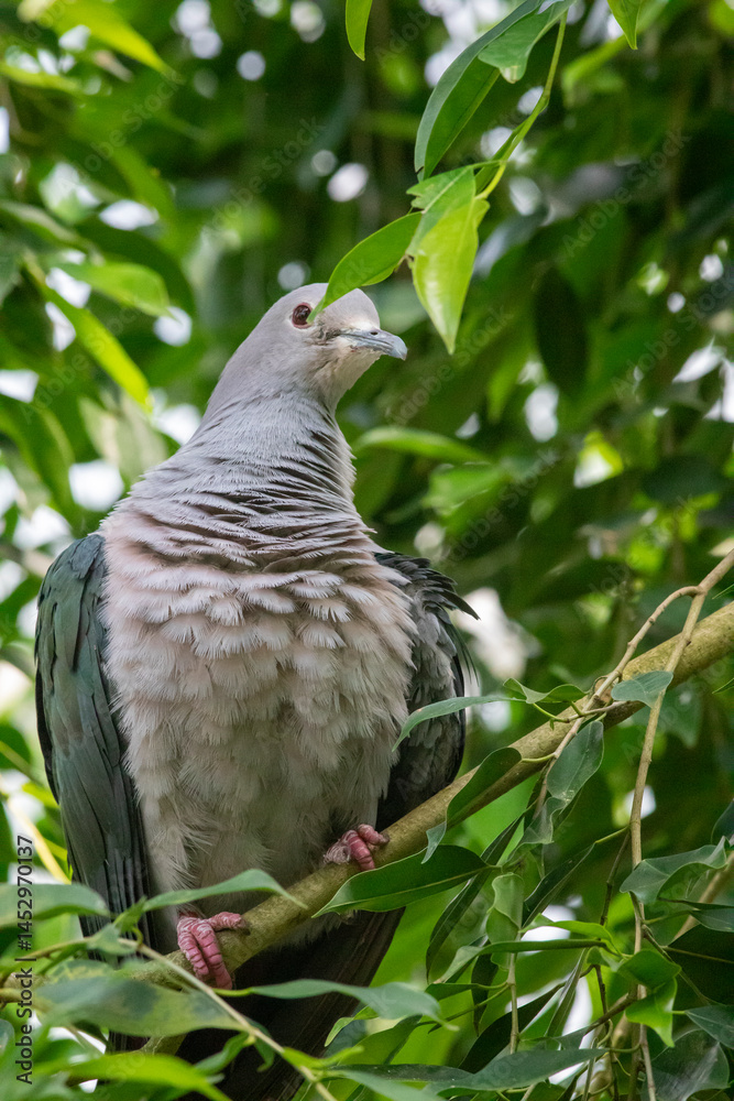 Fototapeta premium Metallic Pigeon in the swiss zoo