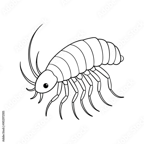 Amphipod Outline Marine Invertebrate Vector Design