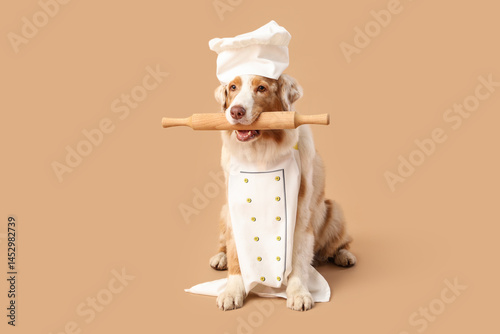 Cute Australian Shepherd do...