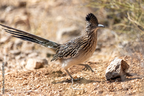 Wallpaper Mural Road runner Torontodigital.ca