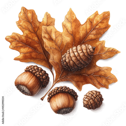 Autumn Leaves And Acorns, watercolor vector, isolated on a white background.