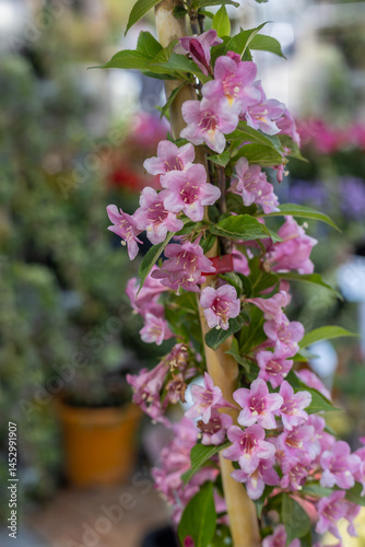 Fotografie Weigela pink flower,pink and white flowers,Bush blooming with pink flowers, nature, summer