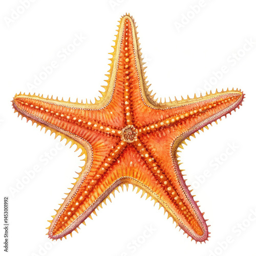 red starfish isolated on white